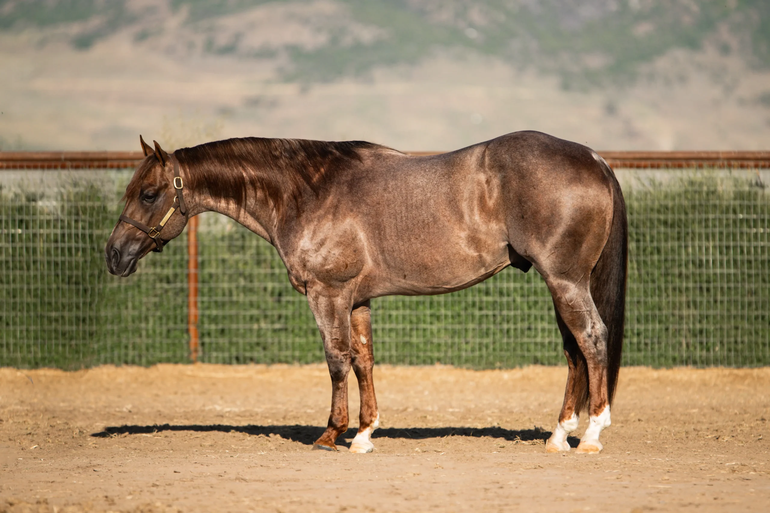 DSC_9288-Edit (1) (1)