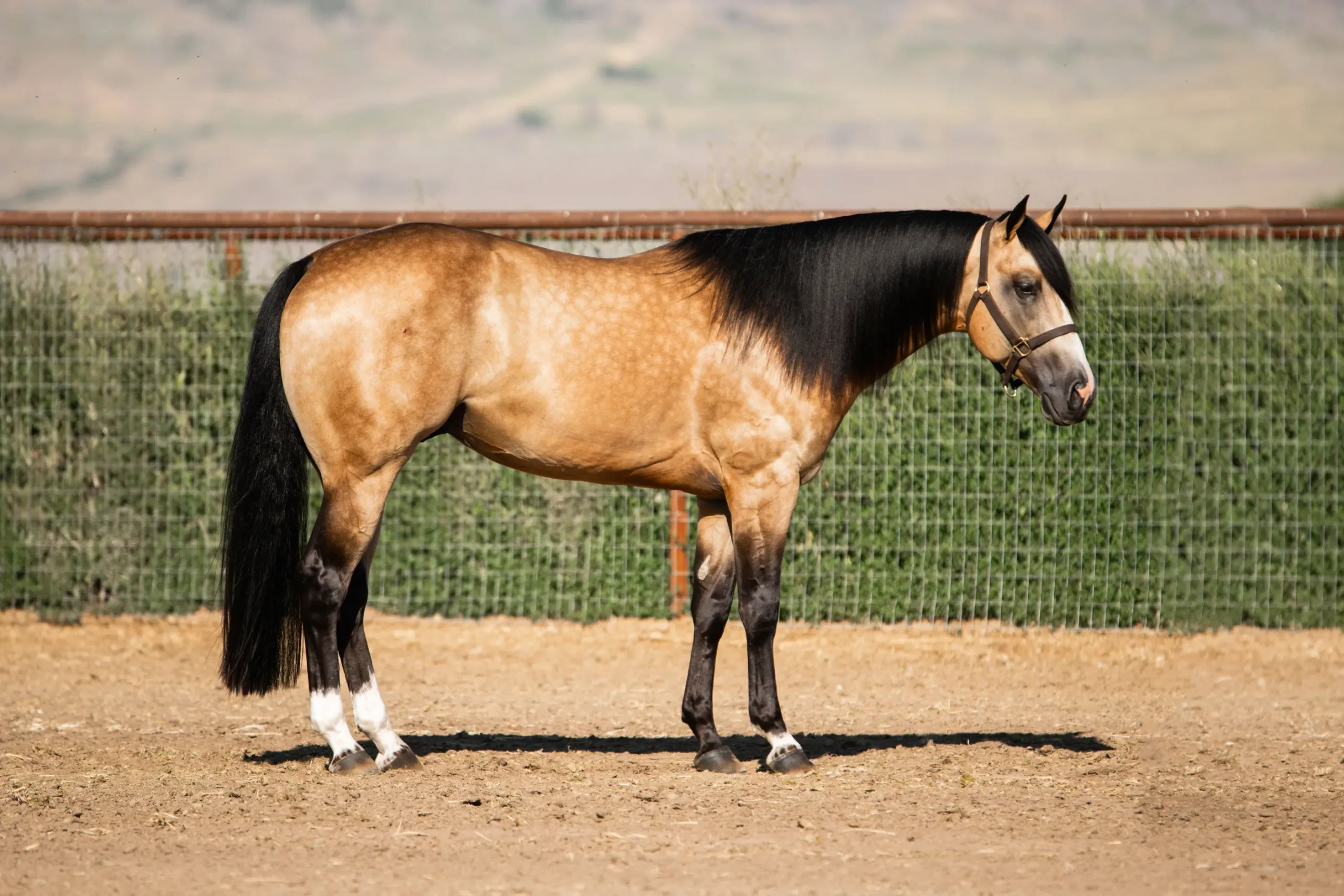 Bringin’-the-luck-2