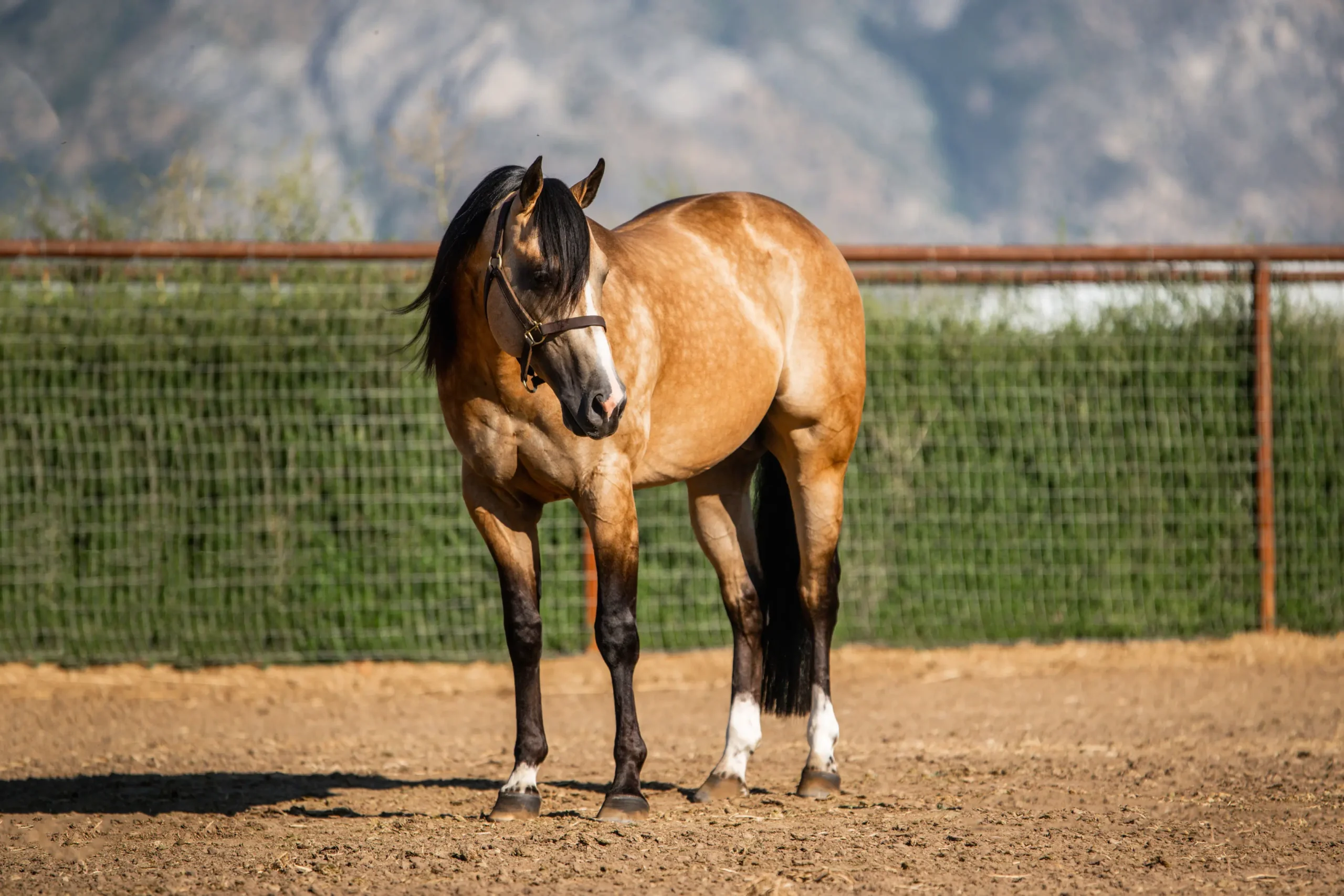 Bringin’-the-luck-3