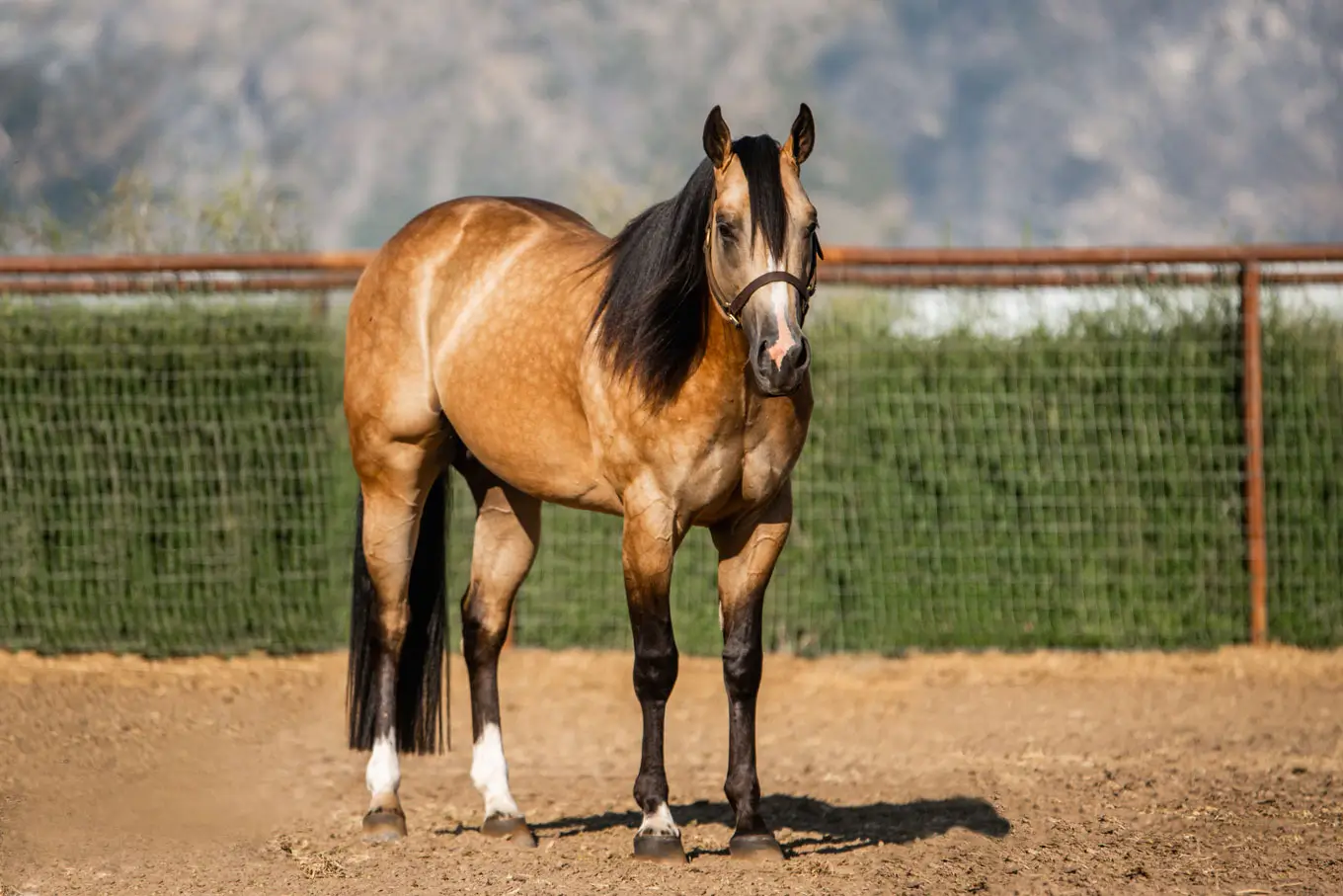 Bringin’-the-luck-4