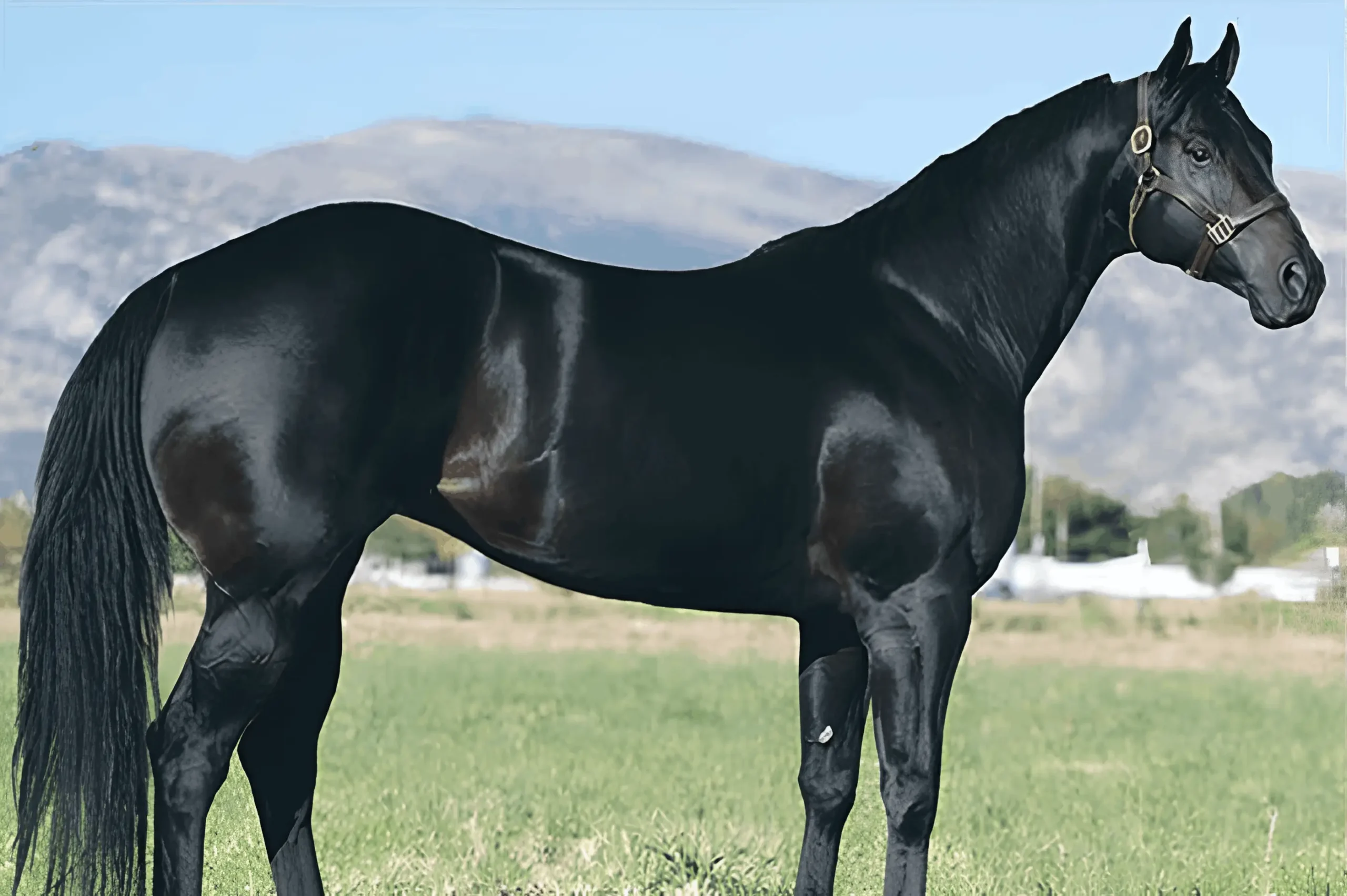 Jr dynasty mountain 1